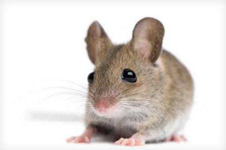 Say No More Pest Control