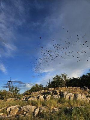 Frio Bat Flight Tour