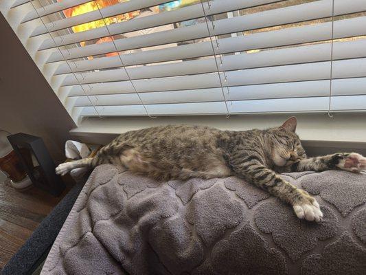 Marysville Veterinary Hospital PS