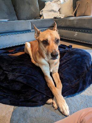 Preparing to say goodbye to our good girl