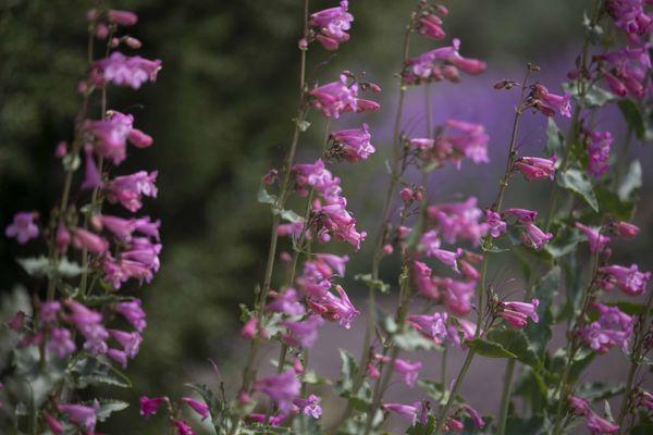 Orton Botanical Garden