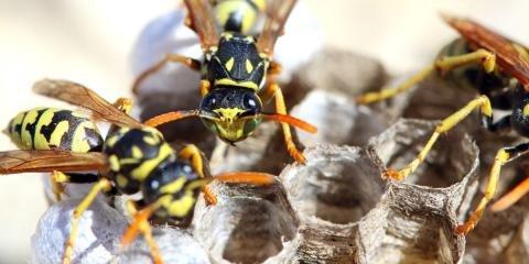 Precise Pest Control LLC