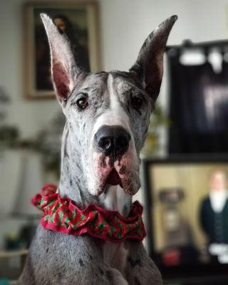 Rumor the Great Dane
