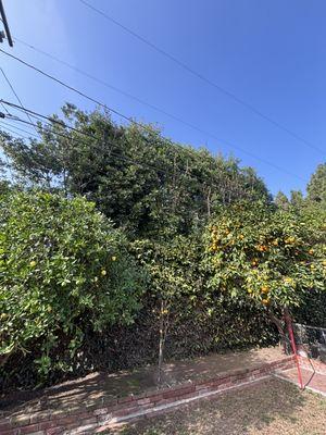 Green Maintenance Landscape and Tree Trimming Service