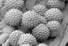 Daily pollen count posted http://www.intermountainallergy.com/pollen.html