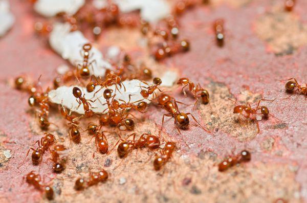Beacon Hill Pest Control