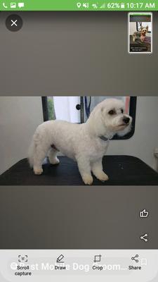 Best Mobile Dog Grooming