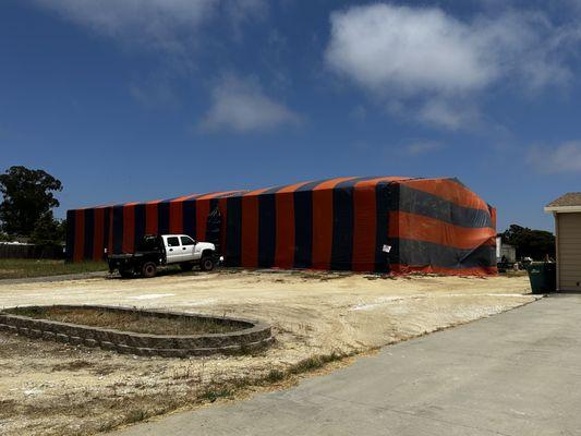 Commercial drywood termite fumigation