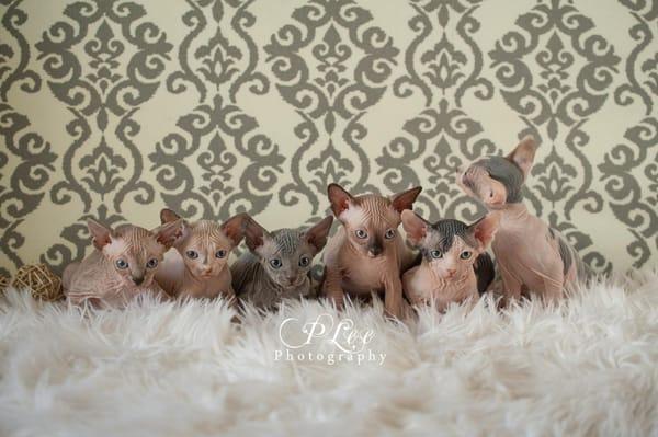 Royal Sphynx Cattery