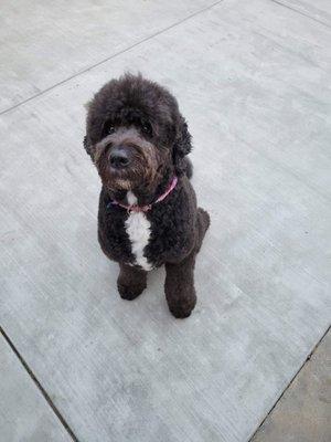 Woodward Bark Dog Spa