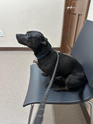 Animal Medical Center of Forney