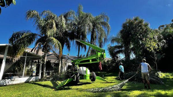 Queen Palms (during trim)