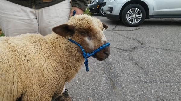 Romeldale ram.