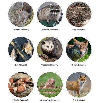 Triad Wildlife Experts