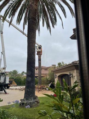 Tree Removal