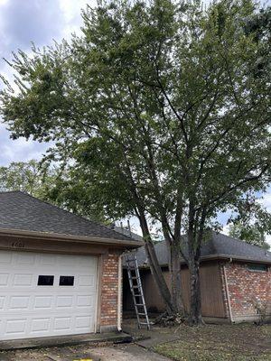 Everest Tree Service