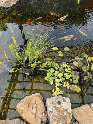 Garden Ponds Unlimited