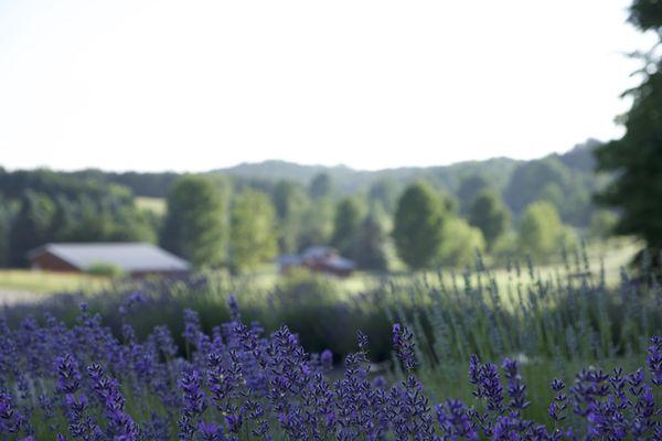 Manitou Acres Lavender Farm
