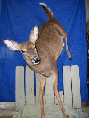 P-Burg Taxidermy