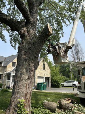 Excelente Tree Service