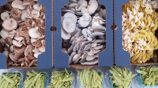 Open Minded Organics