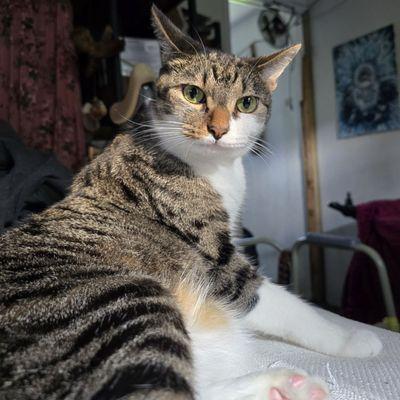 Elmwood Veterinary Clinic