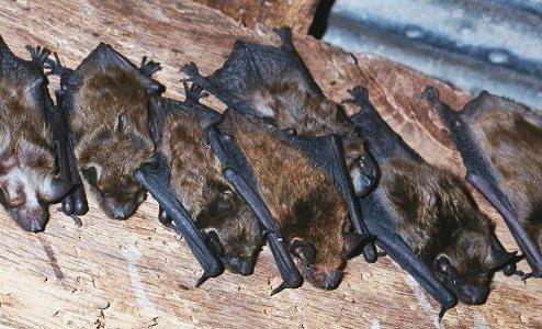Security Pest Elimination, Inc