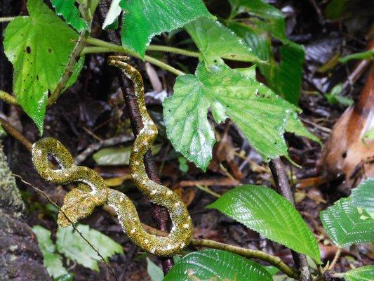 A & D Animal Control