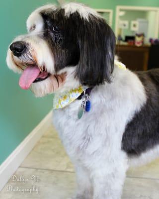 Maggie (15 year old Bearded Collie) got a little extra TLC with a 20 minute break after her bath and blow dry.