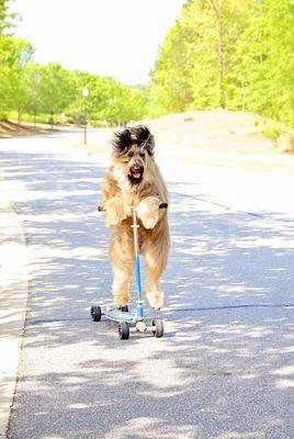 Aside from just Obedience and behavior issues we teach fun tricks.