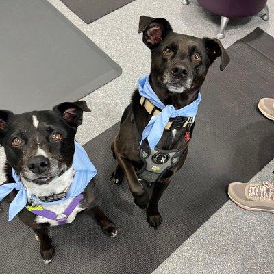 Care Animal Hospital