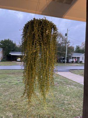 Adams' Nursery & Plant Center