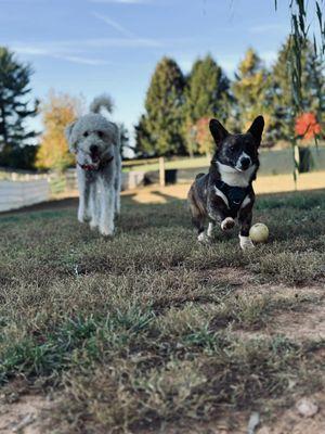 We've Gone To The Dogs