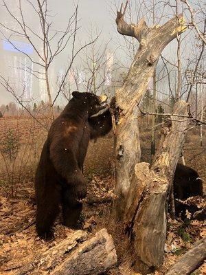 Milwaukee Public Museum