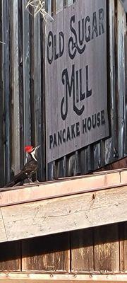 Even our nature wants pancakes!