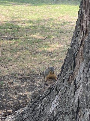 squirrel