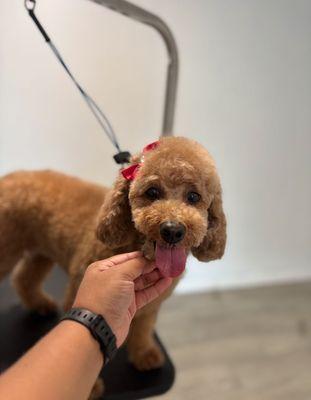 Poodle Grooming