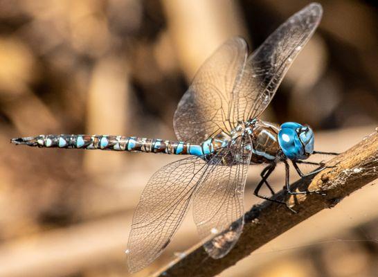 Chasing Light Photography