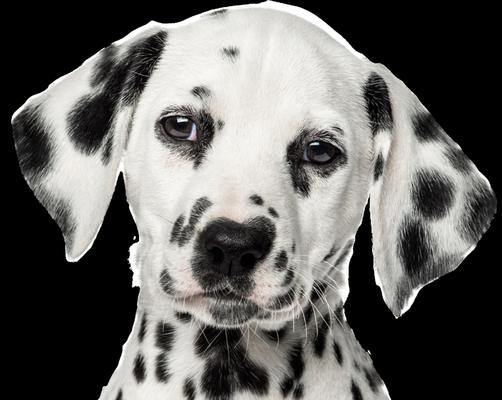 SWC Spotless Window Cleaning