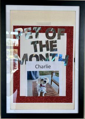 The Wagmore Pet Resort