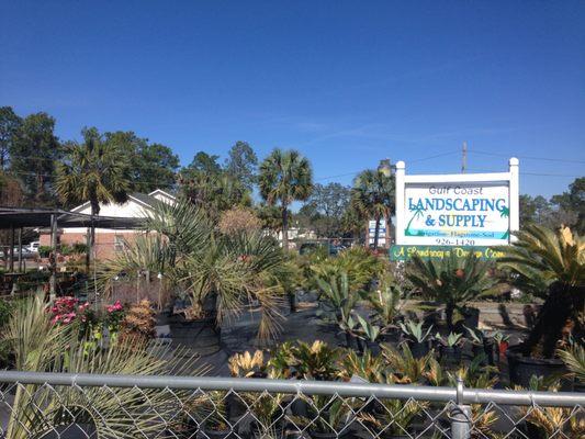 Gulf Coast Landscaping & Supply LLC/Wakulla Sod and Nursery Crawfordville, FL
Landscaping Nursery Garden Supplies