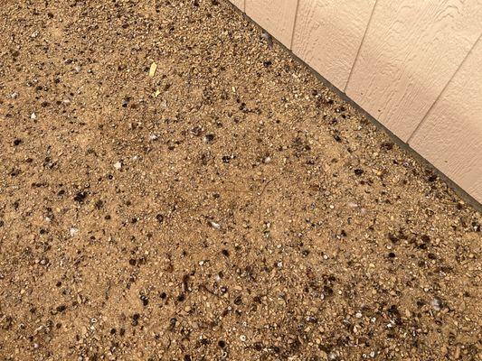 Serrano and Sons Bird Solution