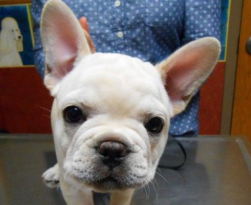 Blackbob Pet Hospital