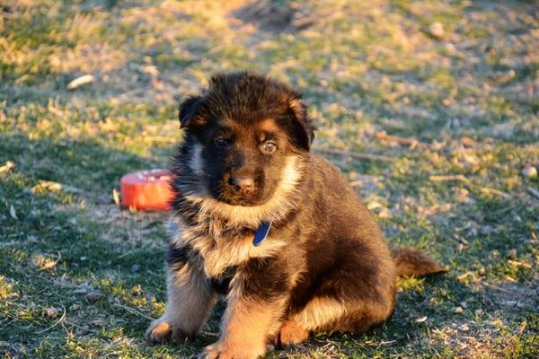 Vintar German Shepherd