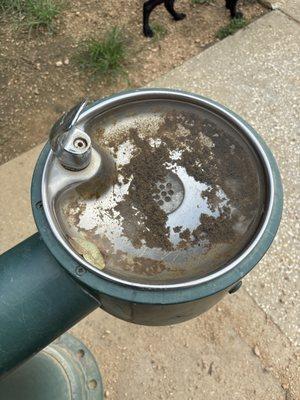 West Webster Dog Park