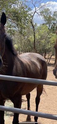 Holly Craig Flying X Ranch