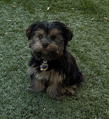 Real-life pawthorized representative