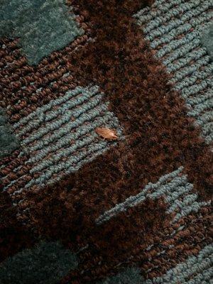 3rd cockroach I've seen in here. No gaskets or seals around exterior door makes for a noisy room.