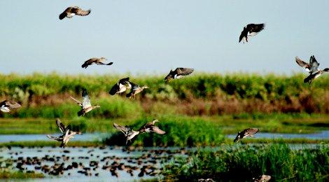 Duck hunting less than a mile from the RV park