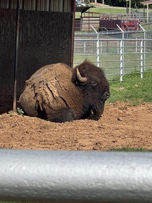 Buffalo at Cherokee Trading Post